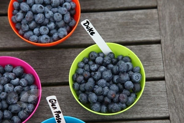 Blueberry 'Duke' 2 Blueberry 'Duke' - Image 2