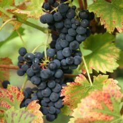 Grape 'Regent' (PBR)