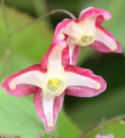 Epimedium × Rubrum 5 Epimedium × Rubrum -RootJoy Sales Shop pl2000013192 card3 lg