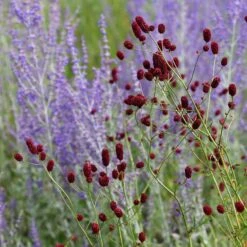 Sanguisorba Officinalis 'Red Thunder'