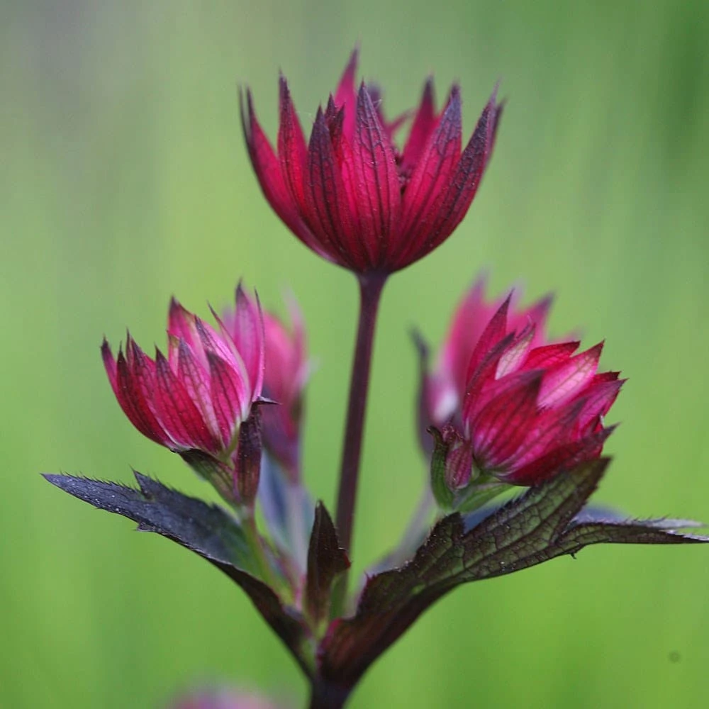 Astrantia 'Hadspen Blood' 2 Astrantia 'Hadspen Blood' - Image 2