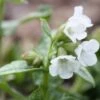 Pulmonaria 'Sissinghurst White'