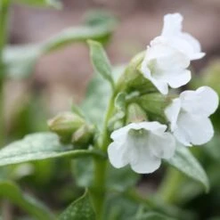 Pulmonaria 'Sissinghurst White'