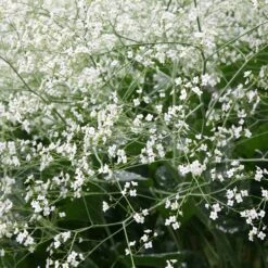 Crambe Cordifolia -RootJoy Sales Shop pl2000013204 card2 lg