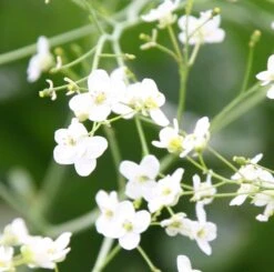 Crambe Cordifolia -RootJoy Sales Shop pl2000013204 card3 lg