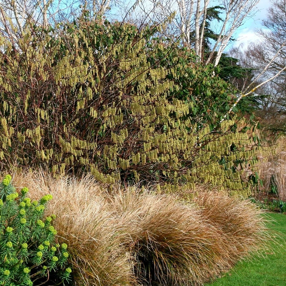 Stachyurus Praecox 2 Stachyurus Praecox - Image 2