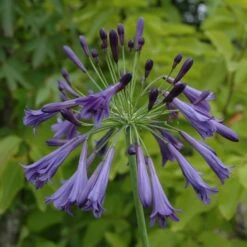 Agapanthus 'Purple Cloud'