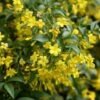 Jasminum Humile 'Revolutum'