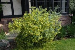 Jasminum Humile 'Revolutum' -RootJoy Sales Shop pl2000014512 card3 lg