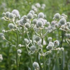 Eryngium Yuccifolium