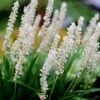 Liriope Muscari 'Monroe White'