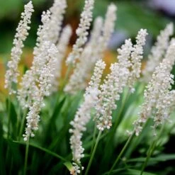 Liriope Muscari 'Monroe White'