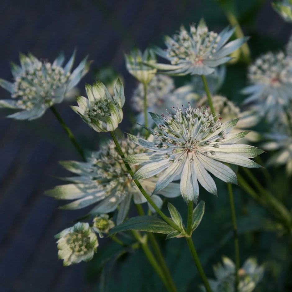 Astrantia Major Subsp. Involucrata 'Shaggy' 1 Astrantia Major Subsp. Involucrata 'Shaggy'