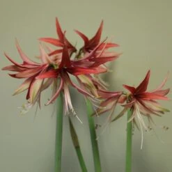 Hippeastrum (Spider Group) 'Sumatra' (PBR)