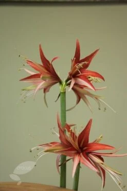 Hippeastrum (Spider Group) 'Sumatra' (PBR) -RootJoy Sales Shop pl2000015026 card3 lg