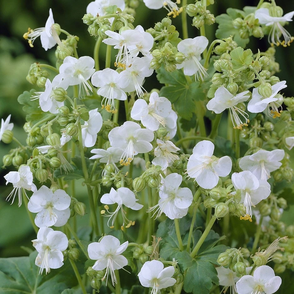 Geranium Macrorrhizum 'White-Ness' 1 Geranium Macrorrhizum 'White-Ness'