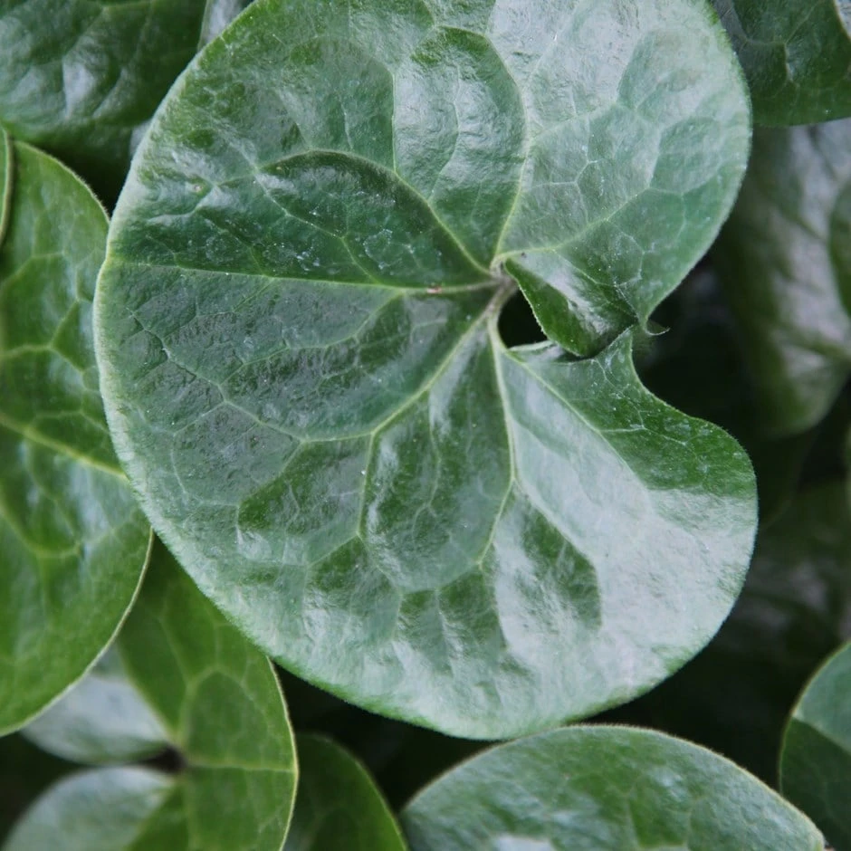 Asarum Europaeum 1 Asarum Europaeum
