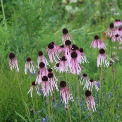 Echinacea Pallida -RootJoy Sales Shop pl2000016474 card3 lg