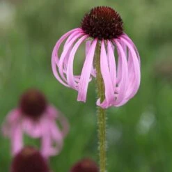 Echinacea Pallida -RootJoy Sales Shop pl2000016474 card4 lg