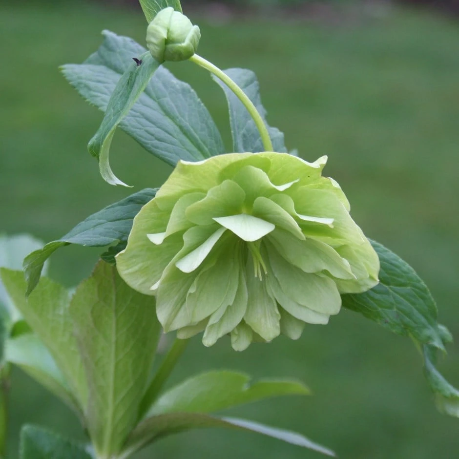 Helleborus × Hybridus Harvington Double Lime-green 1 Helleborus × Hybridus Harvington Double Lime-green