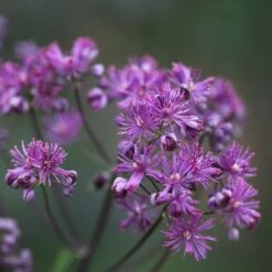 Thalictrum 'Elin'