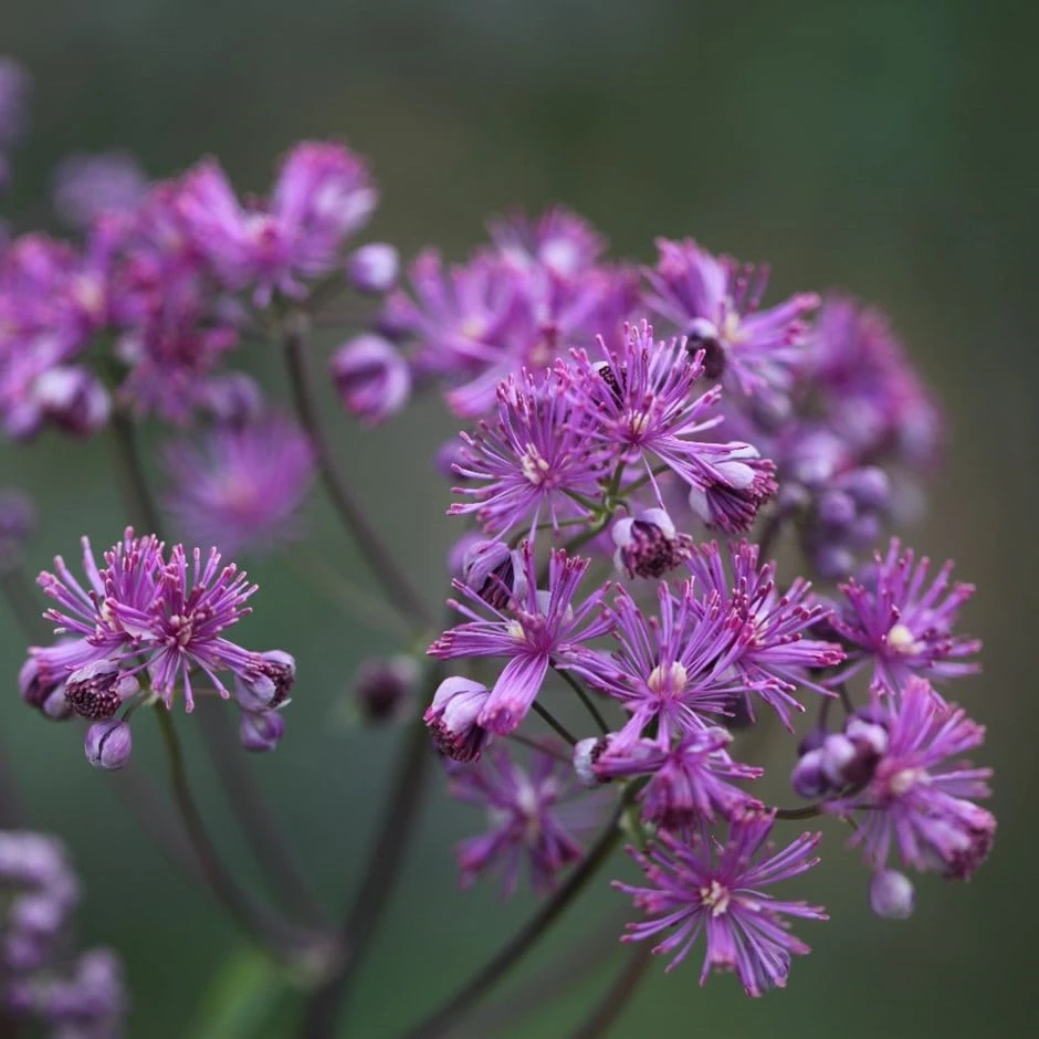 Thalictrum 'Elin' 1 Thalictrum 'Elin'