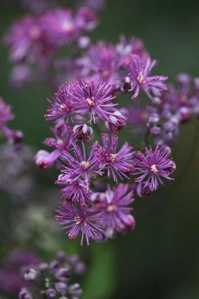 Thalictrum 'Elin' 2 Thalictrum 'Elin' - Image 2