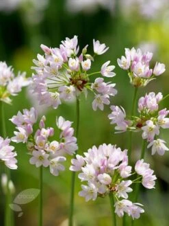 Allium Roseum -RootJoy Sales Shop pl2000017475 card3 lg