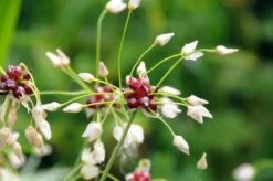 Allium Roseum -RootJoy Sales Shop pl2000017475 card4 lg