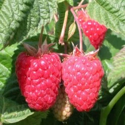 Raspberry 'Cascade Delight'