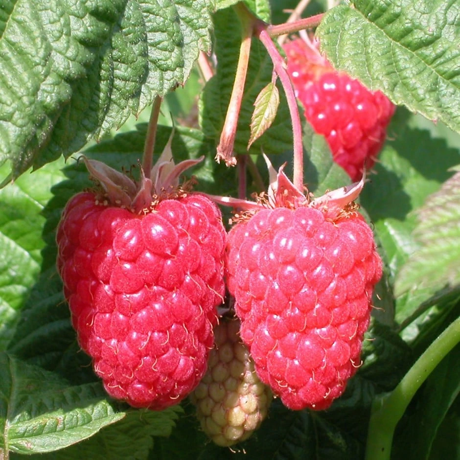 Raspberry 'Cascade Delight' 1 Raspberry 'Cascade Delight'