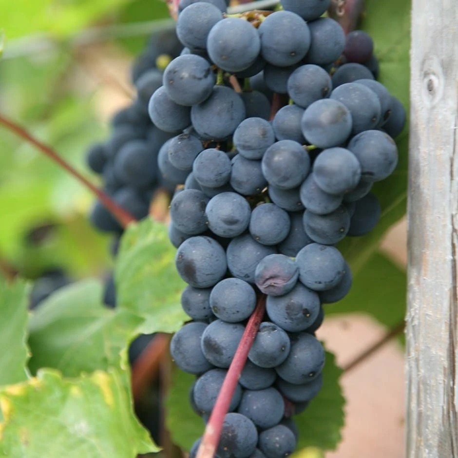 Seedless Grape 'Boskoop Glory' 1 Seedless Grape 'Boskoop Glory'