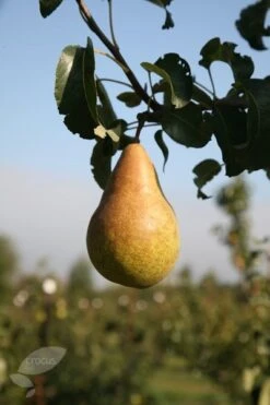 Pear 'Doyenné Du Comice' / 'Conference' / 'Concorde' -RootJoy Sales Shop pl2000018021 card3 lg