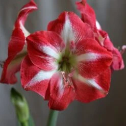 Hippeastrum (Galaxy Group) 'Monte Carlo' (PBR)