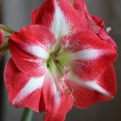 Hippeastrum (Galaxy Group) 'Monte Carlo' (PBR) -RootJoy Sales Shop pl2000018155 card3 lg