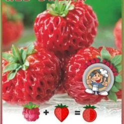 Framberry 'Red Dream' 3 Framberry 'Red Dream' -RootJoy Sales Shop pl2000018173 card2 lg