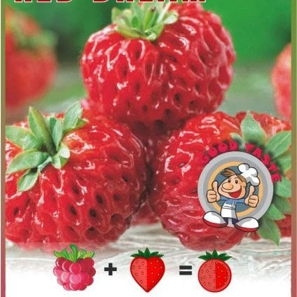 Framberry 'Red Dream' 2 Framberry 'Red Dream' - Image 2