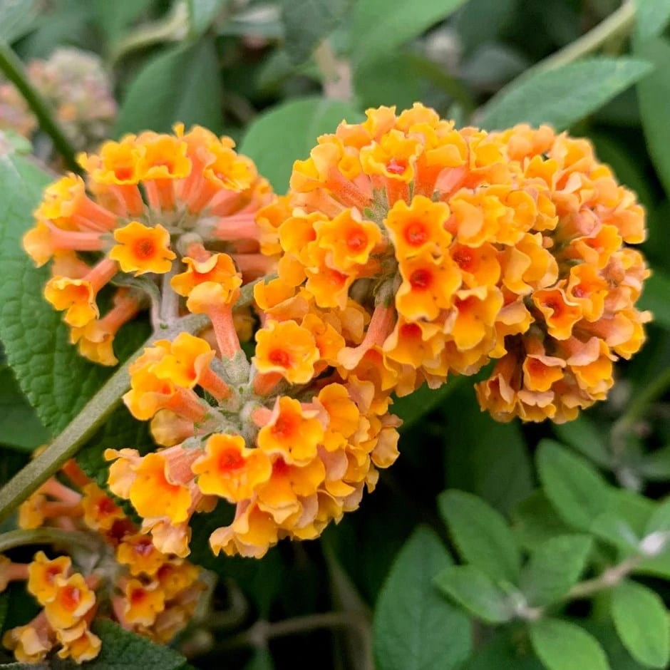 Buddleja × Weyriana 'Sungold' 1 Buddleja × Weyriana 'Sungold'