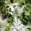Eryngium Giganteum 'Silver Ghost'