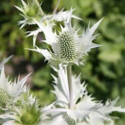 Eryngium Giganteum 'Silver Ghost'