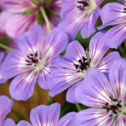 Geranium Wallichianum Havana Blues ('Noorthava') (PBR)