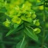 Euphorbia Wallichii