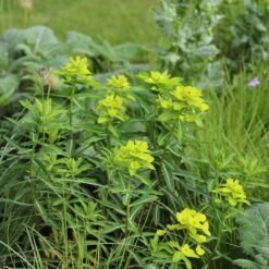 Euphorbia Wallichii -RootJoy Sales Shop pl2000019191 card2 lg