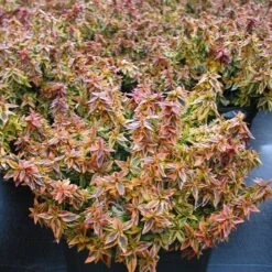 Abelia × Grandiflora 'Kaleidoscope' (PBR) -RootJoy Sales Shop pl2000019572 card3 lg