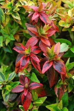 Abelia × Grandiflora 'Kaleidoscope' (PBR) -RootJoy Sales Shop pl2000019572 card4 lg
