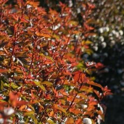 Physocarpus Opulifolius Diable D'Or ('Mindia') (PBR) 7 Physocarpus Opulifolius Diable D'Or ('Mindia') (PBR) -RootJoy Sales Shop pl2000019581 card4 lg