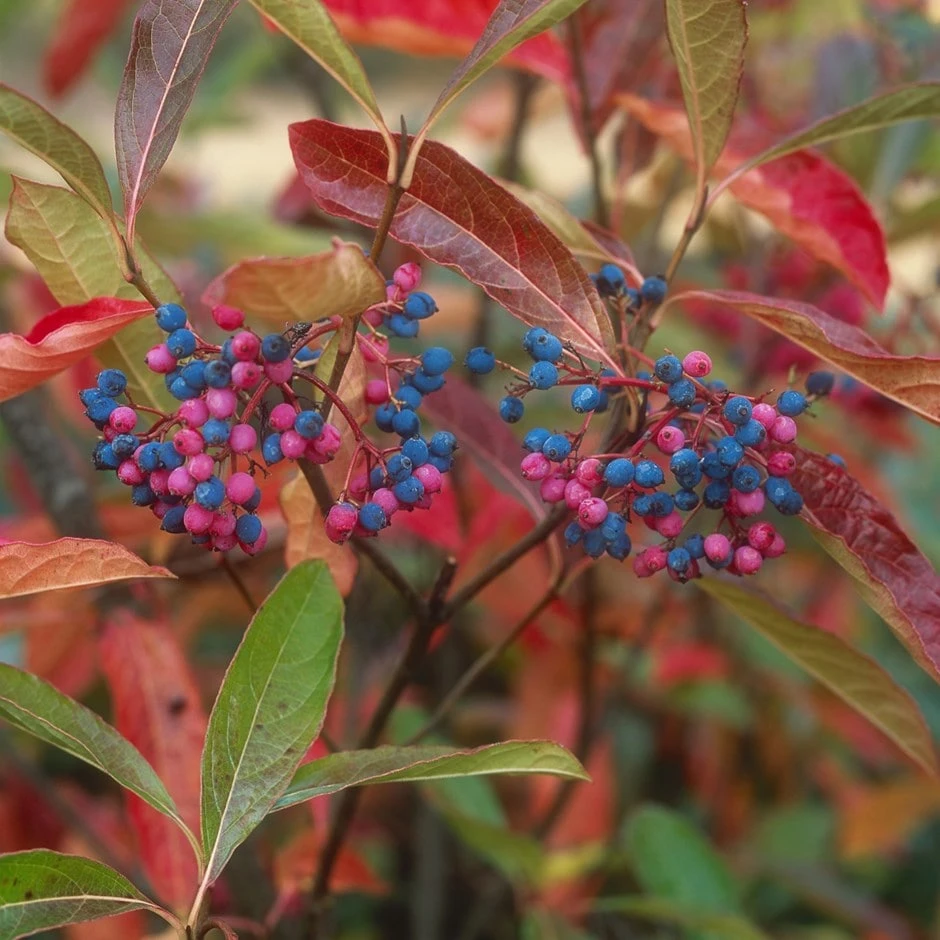 Viburnum Nudum 'Pink Beauty' 1 Viburnum Nudum 'Pink Beauty'