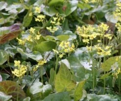 Epimedium × Perralchicum 'Fröhnleiten' -RootJoy Sales Shop pl2000019836 card2 lg