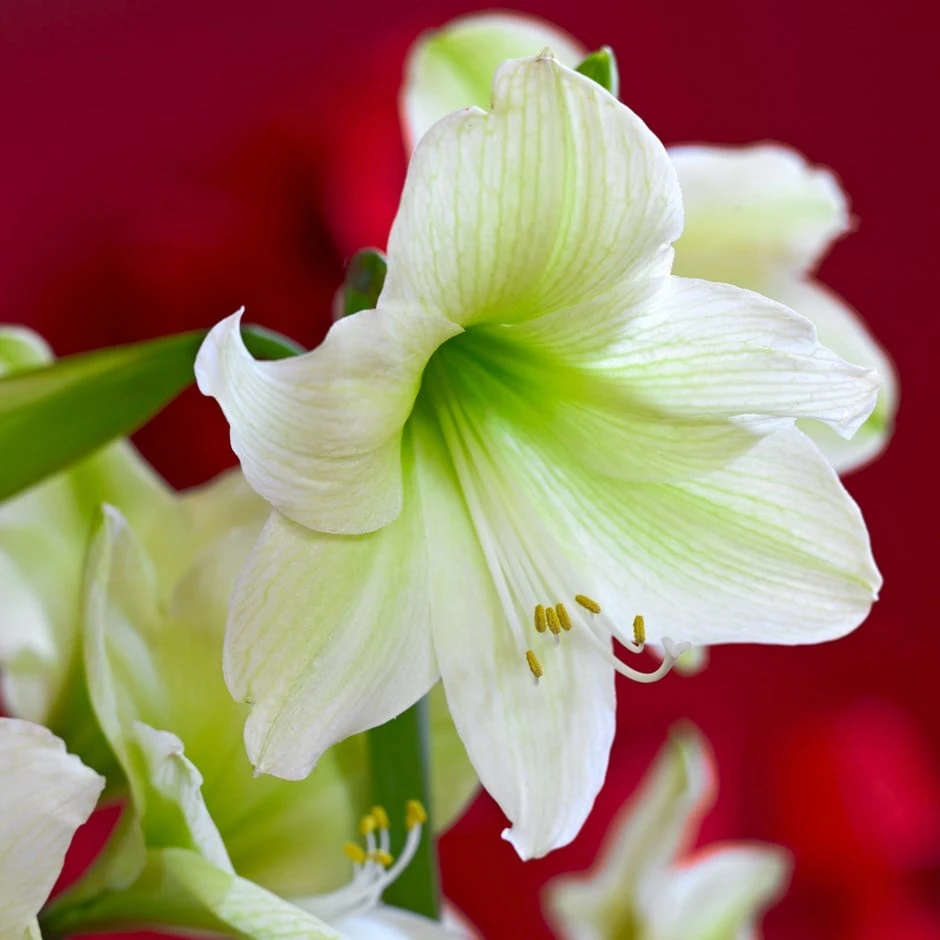 Hippeastrum (Galaxy Group) 'Christmas Gift' 1 Hippeastrum (Galaxy Group) 'Christmas Gift'