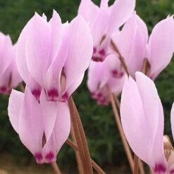 Cyclamen Cilicium -RootJoy Sales Shop pl2000020261 card3 lg